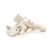 Snow Dragon - small