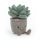 Jellycat plüss kövirózsa - Silly Succulent Azulita
